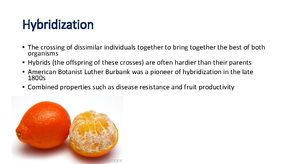 Hybridization • The crossing of dissimilar individuals together to bring together the best of