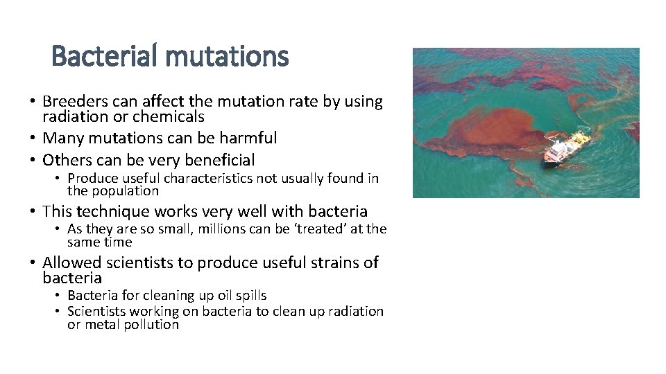 Bacterial mutations • Breeders can affect the mutation rate by using radiation or chemicals