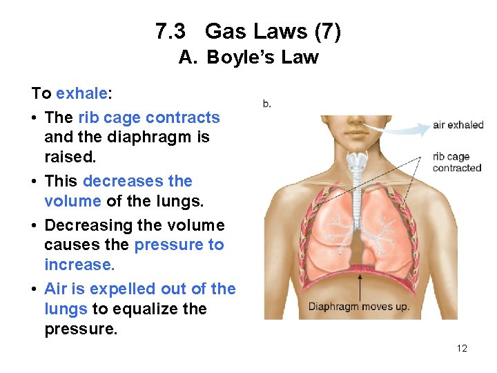 7. 3 Gas Laws (7) A. Boyle’s Law To exhale: • The rib cage