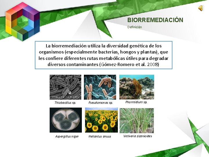 BIORREMEDIACIÓN Definición La biorremediación utiliza la diversidad genética de los organismos (especialmente bacterias, hongos