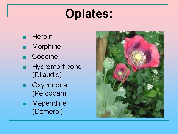 Opiates: n n n Heroin Morphine Codeine Hydromorhpone (Dilaudid) Oxycodone (Percodan) Meperidine (Demerol) 