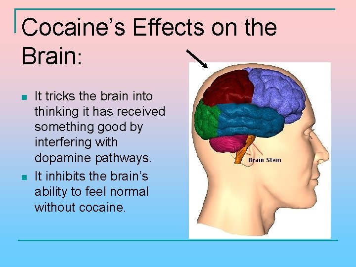 Cocaine’s Effects on the Brain: n n It tricks the brain into thinking it