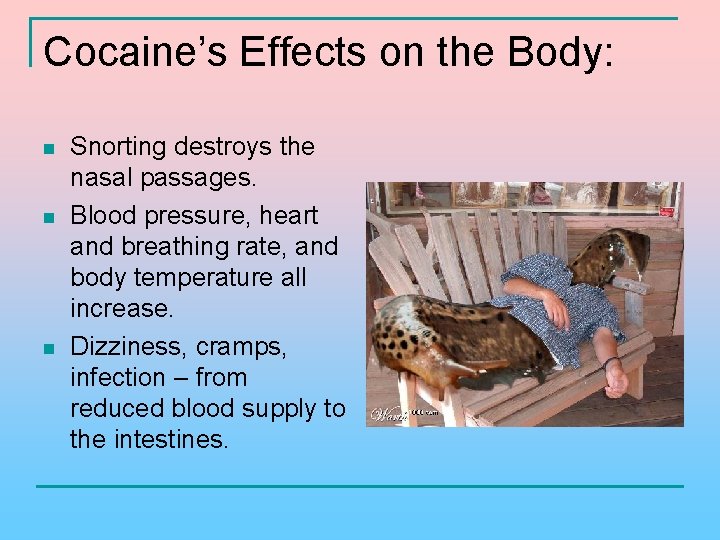 Cocaine’s Effects on the Body: n n n Snorting destroys the nasal passages. Blood