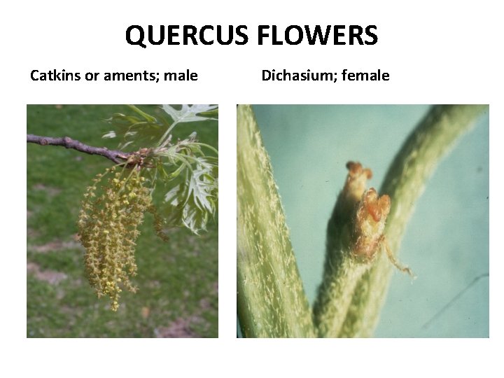 QUERCUS FLOWERS Catkins or aments; male Dichasium; female 
