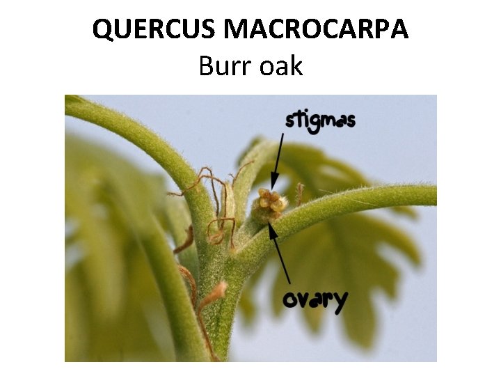 QUERCUS MACROCARPA Burr oak 