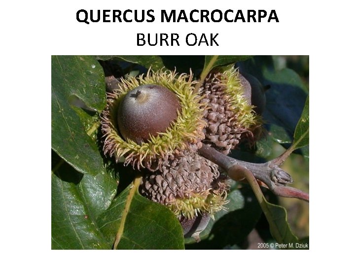 QUERCUS MACROCARPA BURR OAK 