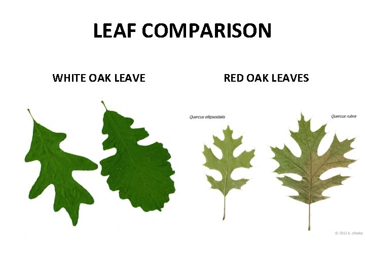 LEAF COMPARISON WHITE OAK LEAVE RED OAK LEAVES 