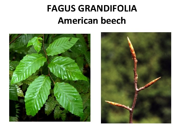 FAGUS GRANDIFOLIA American beech 