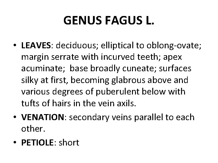 GENUS FAGUS L. • LEAVES: deciduous; elliptical to oblong-ovate; margin serrate with incurved teeth;