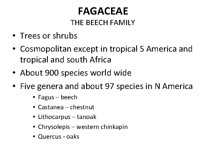 FAGACEAE THE BEECH FAMILY • Trees or shrubs • Cosmopolitan except in tropical S
