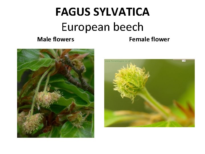 FAGUS SYLVATICA European beech Male flowers Female flower 