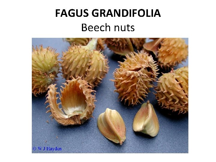 FAGUS GRANDIFOLIA Beech nuts 