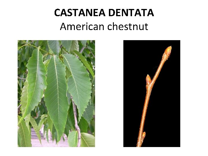 CASTANEA DENTATA American chestnut 