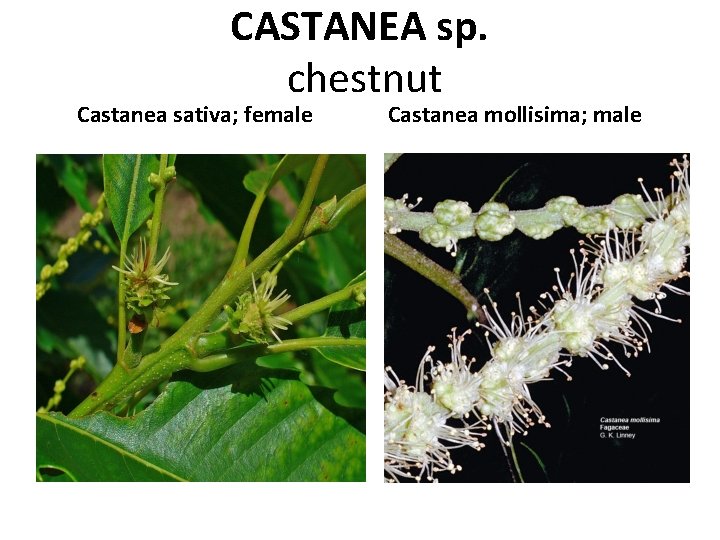 CASTANEA sp. chestnut Castanea sativa; female Castanea mollisima; male 