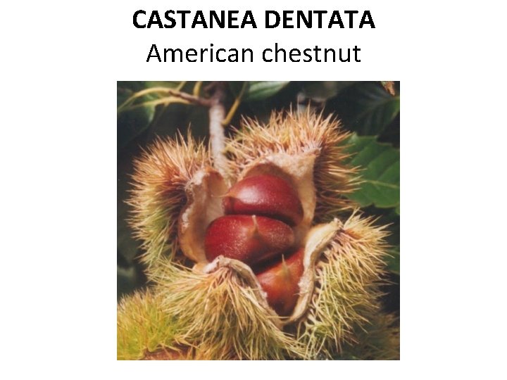 CASTANEA DENTATA American chestnut 