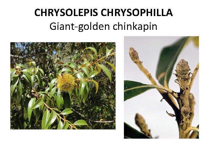 CHRYSOLEPIS CHRYSOPHILLA Giant-golden chinkapin 