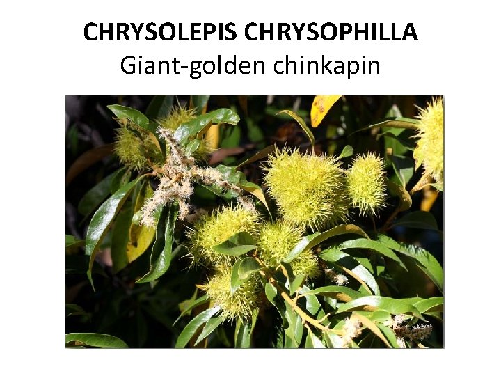 CHRYSOLEPIS CHRYSOPHILLA Giant-golden chinkapin 