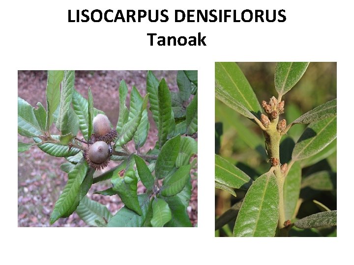 LISOCARPUS DENSIFLORUS Tanoak 