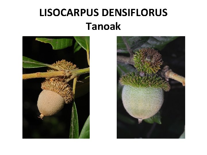 LISOCARPUS DENSIFLORUS Tanoak 