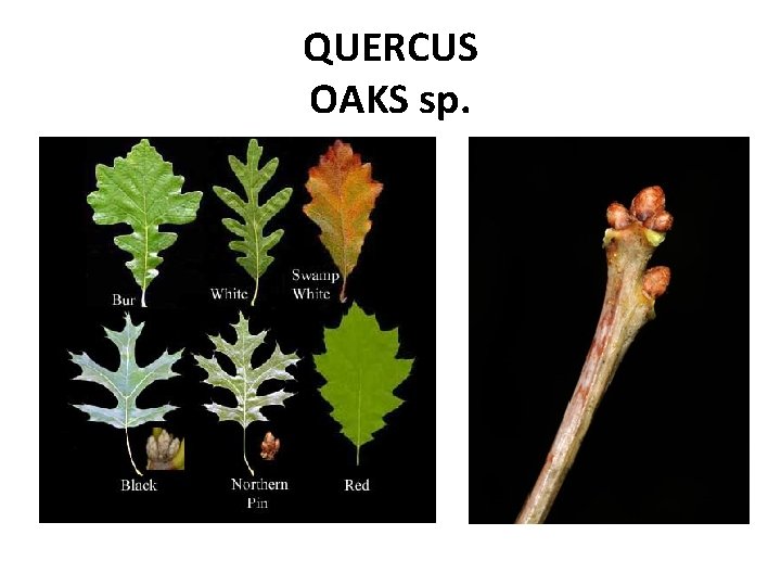 QUERCUS OAKS sp. 