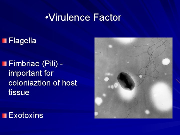  • Virulence Factor Flagella Fimbriae (Pili) important for coloniaztion of host tissue Exotoxins