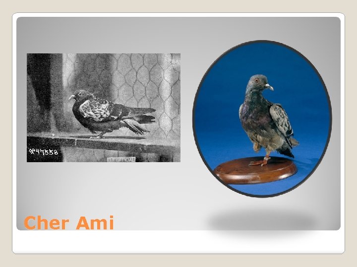 Cher Ami 