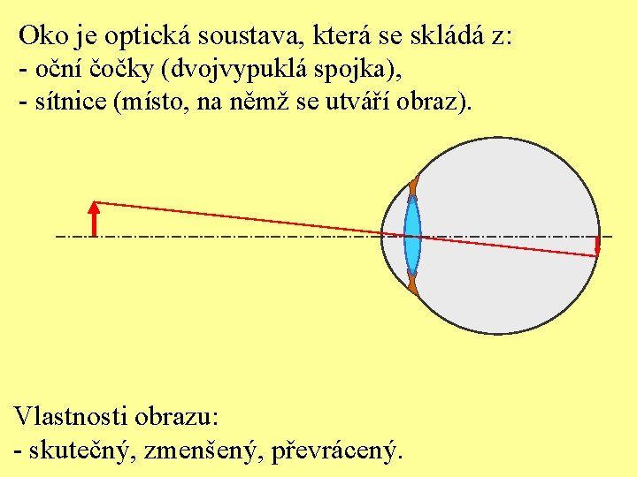 Oko je optická soustava, která se skládá z: - oční čočky (dvojvypuklá spojka), -