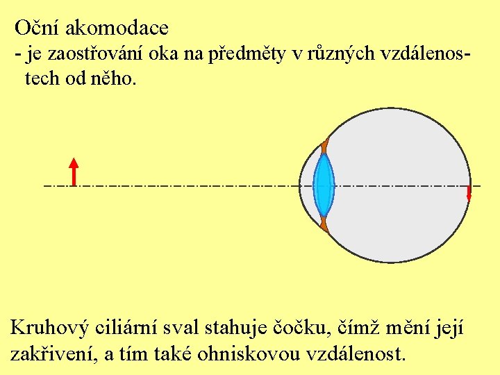 Oční akomodace - je zaostřování oka na předměty v různých vzdálenostech od něho. Kruhový
