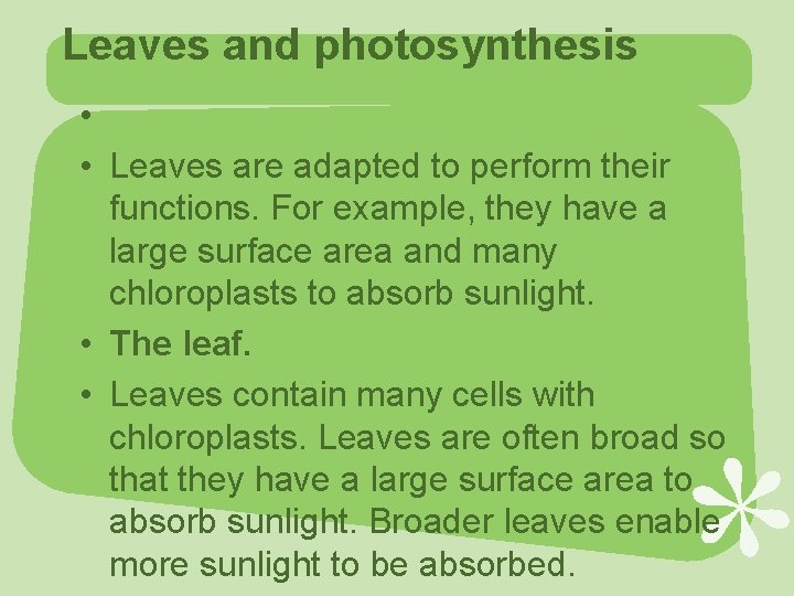 Leaves and photosynthesis • • Leaves are adapted to perform their functions. For example,