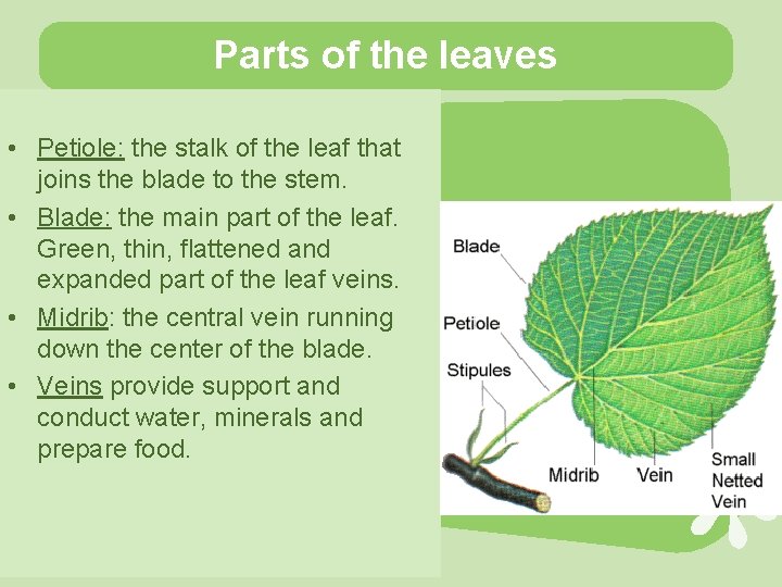 Parts of the leaves • Petiole: the stalk of the leaf that joins the