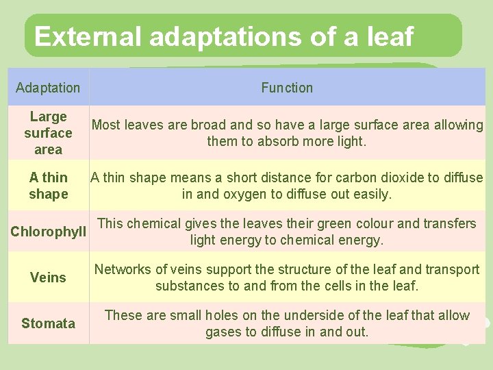 External adaptations of a leaf Adaptation Function Large surface area Most leaves are broad