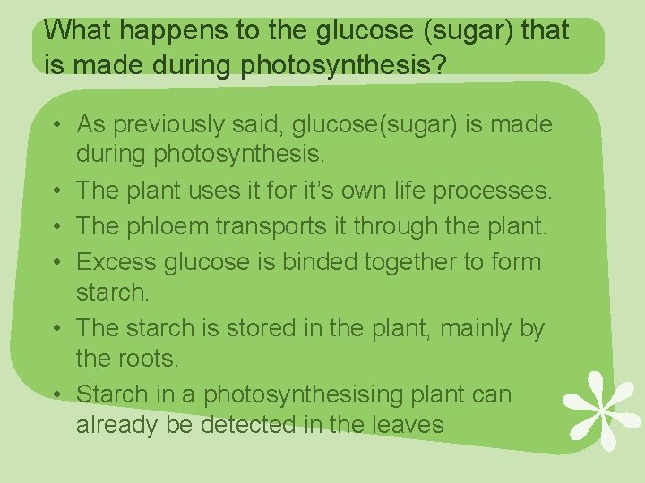What happens to the glucose (sugar) that is made during photosynthesis? • As previously