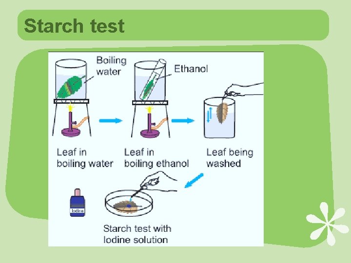 Starch test 