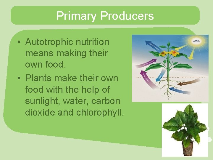 Primary Producers • Autotrophic nutrition means making their own food. • Plants make their