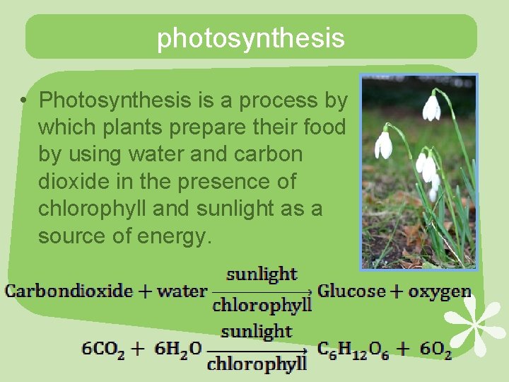 photosynthesis • Photosynthesis is a process by which plants prepare their food by using