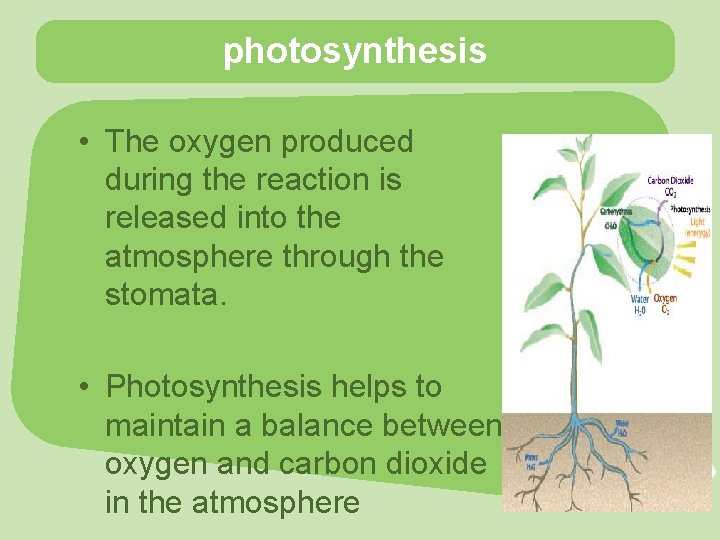 photosynthesis • The oxygen produced during the reaction is released into the atmosphere through