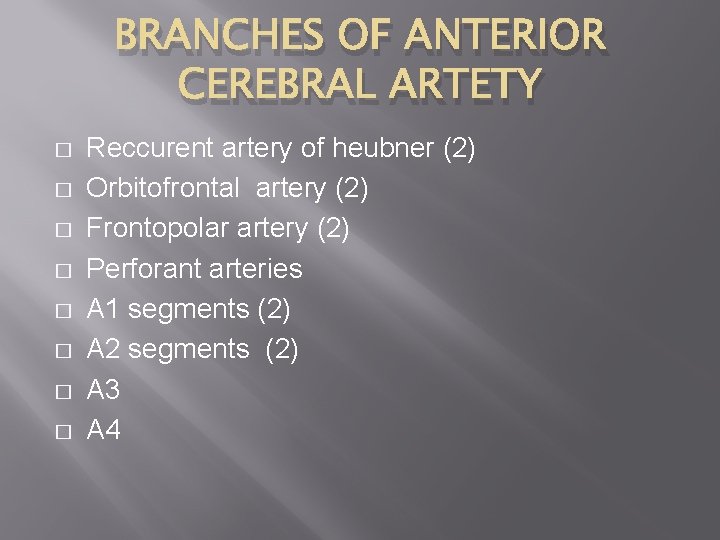BRANCHES OF ANTERIOR CEREBRAL ARTETY � � � � Reccurent artery of heubner (2)