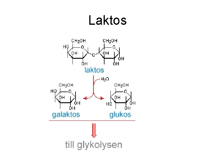 Laktos 