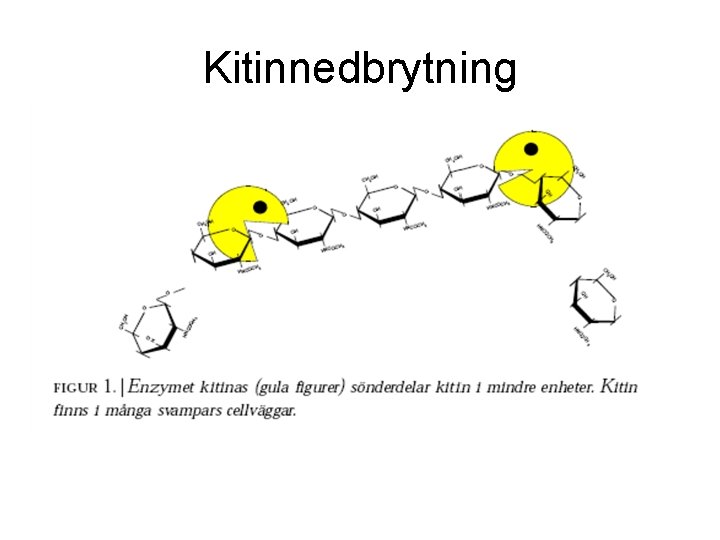 Kitinnedbrytning 