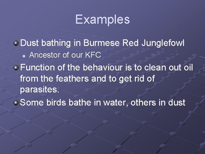 Examples Dust bathing in Burmese Red Junglefowl n Ancestor of our KFC Function of