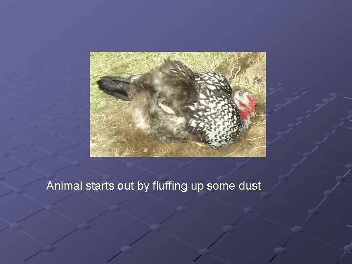 Animal starts out by fluffing up some dust 