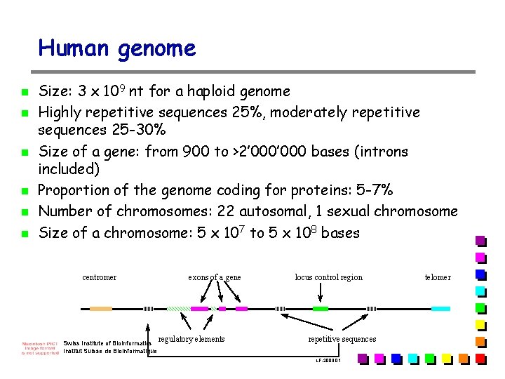 Human genome n n n Size: 3 x 109 nt for a haploid genome