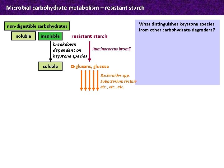 Microbial carbohydrate metabolism – resistant starch non-digestible carbohydrates soluble insoluble resistant starch breakdown dependent