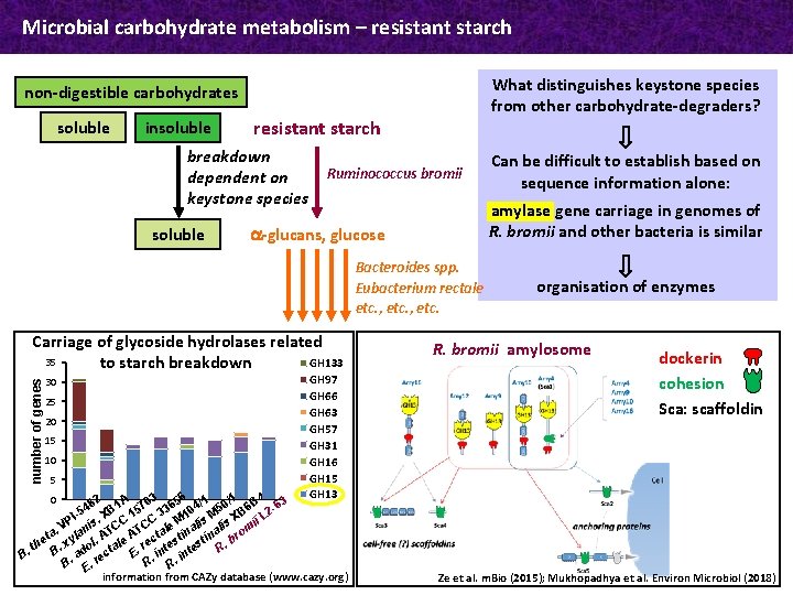 Microbial carbohydrate metabolism – resistant starch What distinguishes keystone species from other carbohydrate-degraders? non-digestible