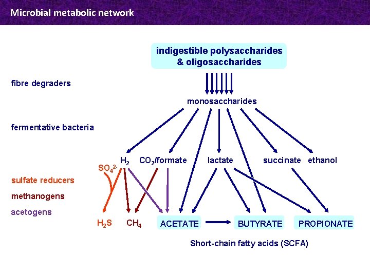Microbial metabolic network indigestible polysaccharides & oligosaccharides fibre degraders monosaccharides fermentative bacteria SO 4