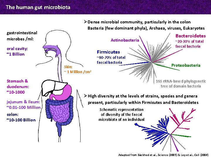 The human gut microbiota gastrointestinal microbes /ml: Ø Dense microbial community, particularly in the