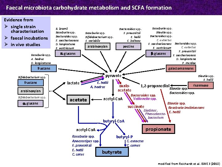 Faecal microbiota carbohydrate metabolism and SCFA formation Evidence from Ø single strain characterisation Ø
