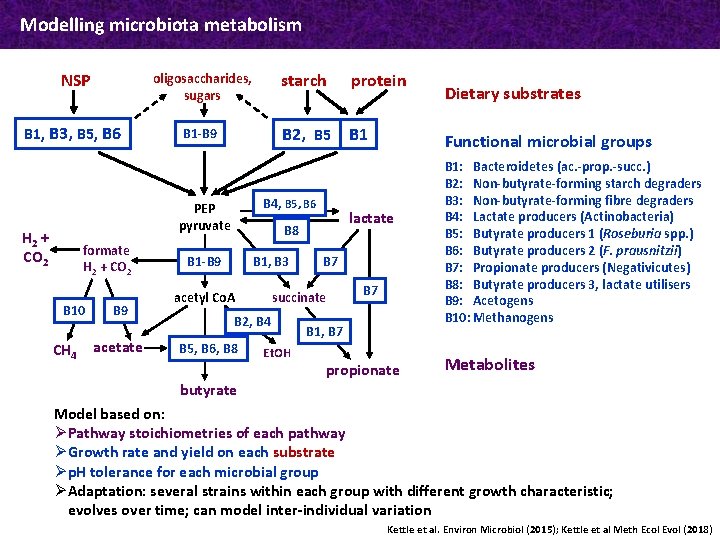 Modelling microbiota metabolism NSP oligosaccharides, sugars B 1, B 3, B 5, B 6