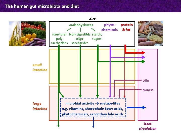 The human gut microbiota and diet carbohydrates phyto- protein chemicals & fat structural Non-digestible