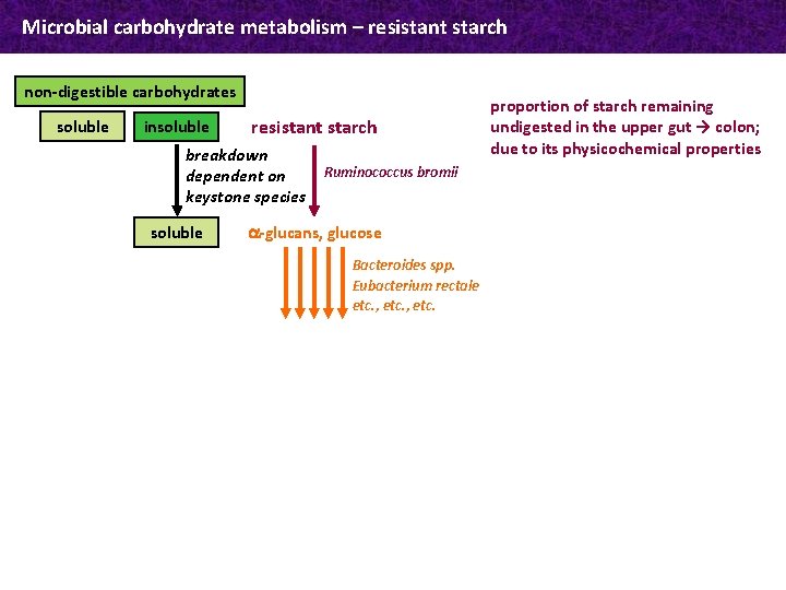 Microbial carbohydrate metabolism – resistant starch non-digestible carbohydrates soluble insoluble resistant starch breakdown dependent